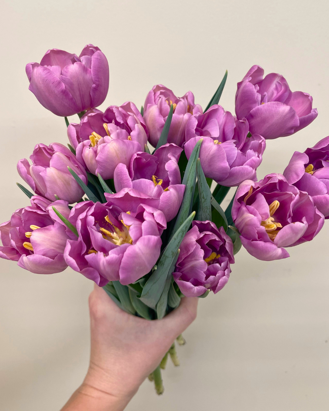 Tulips - Week of February 3-7, 2025 - Image 4