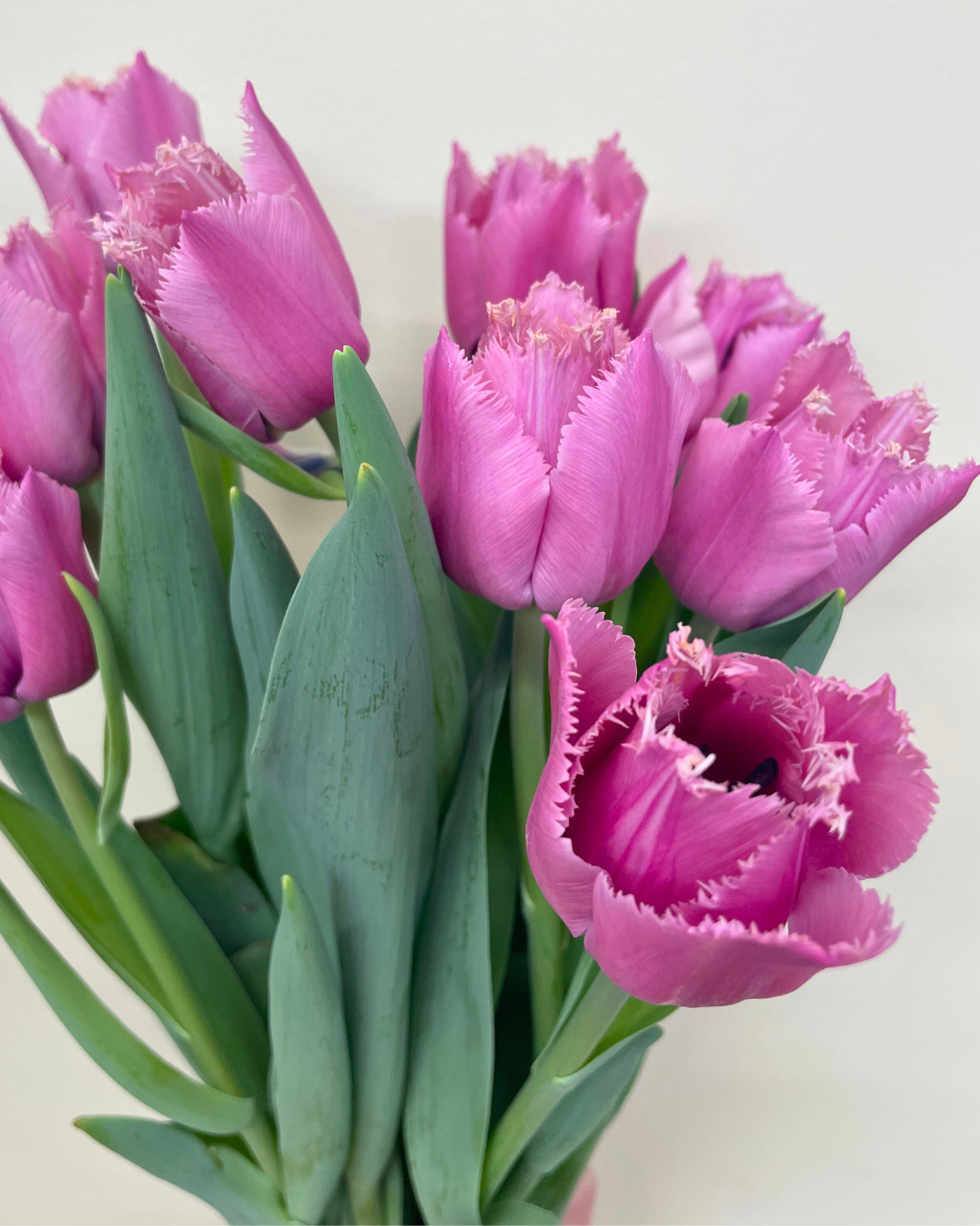 Tulips - Week of February 3-7, 2025 - Image 2