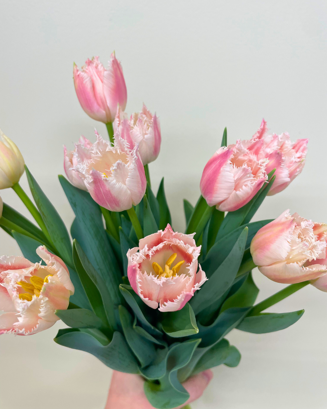 Tulips - Week of February 3-7, 2025 - Image 3