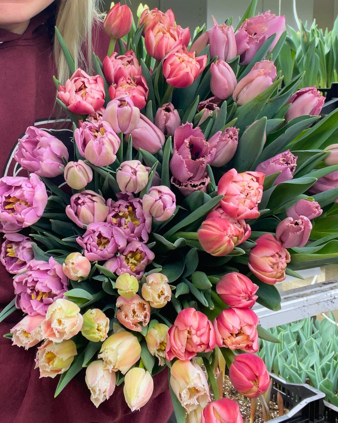 Tulips - Week of February 3-7, 2025